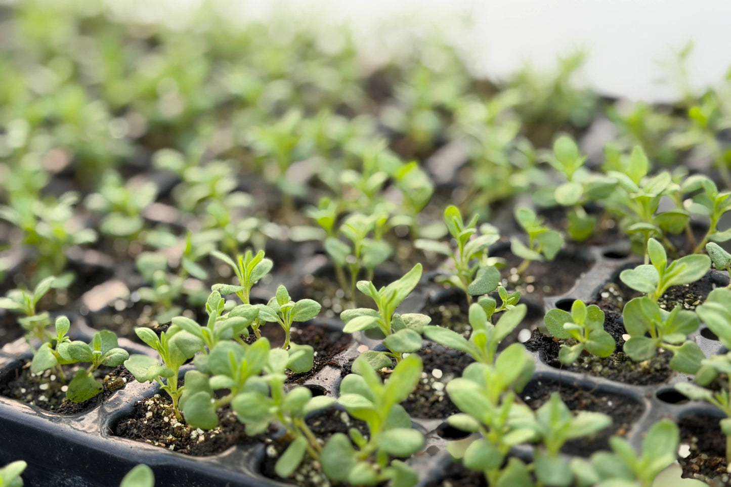 Lavender Munstead - Plug Plants