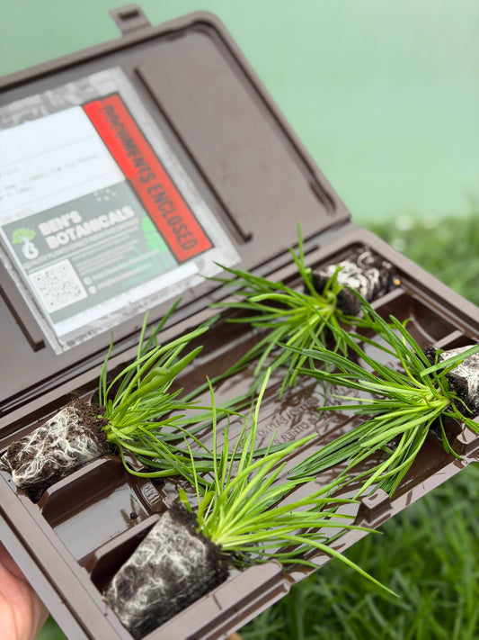 Armeria Morning Star Deep Rose - Large Plug Plants