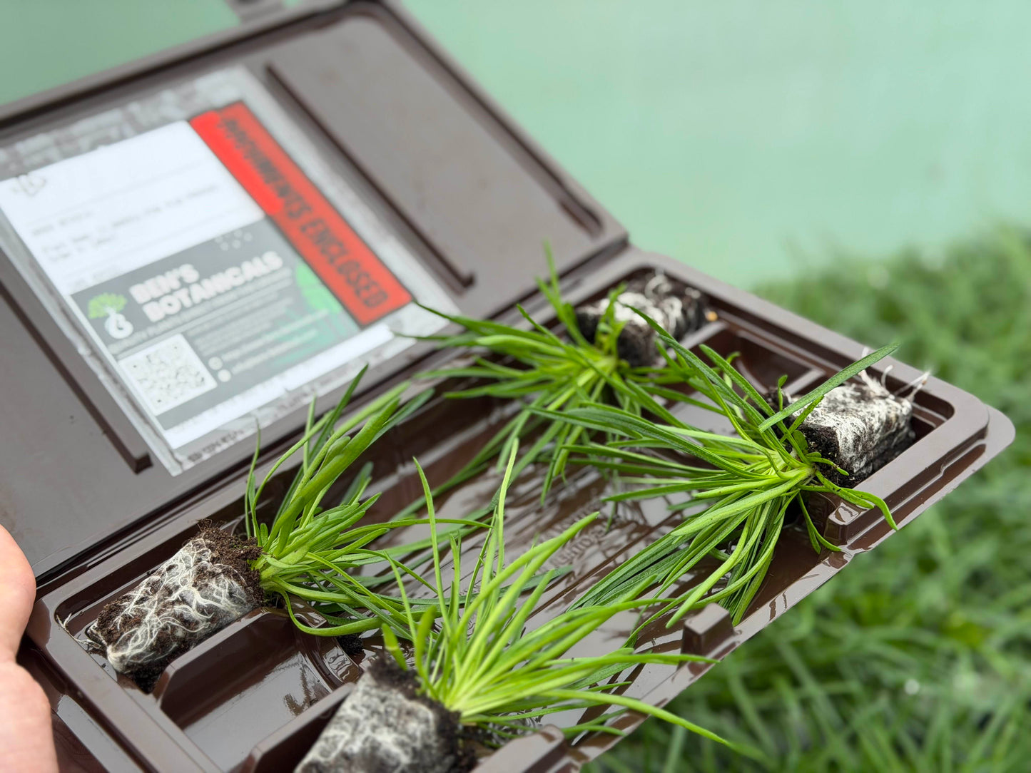 Campanula Bells Blue - Plug Plants