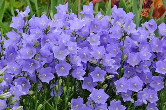 Campanula Bells Blue - Plug Plants