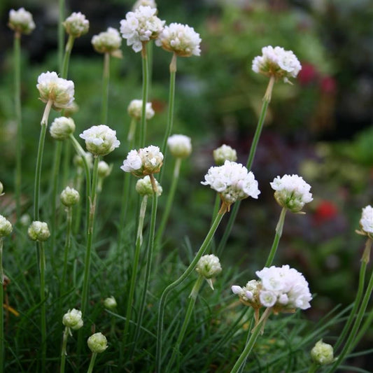 Armeria Morning Star White - Large Plug Plants