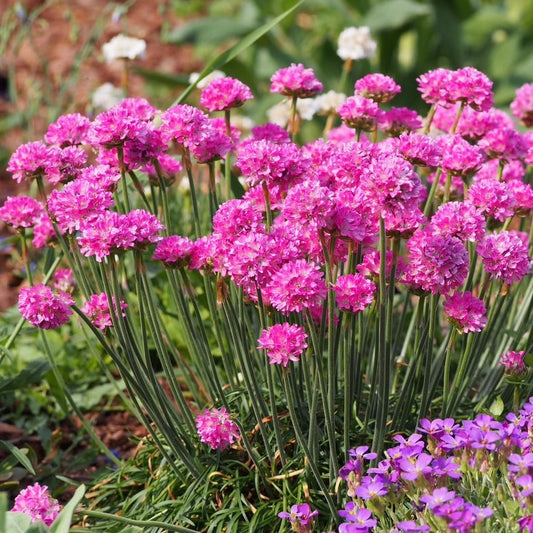 Armeria Morning Star Deep Rose - Large Plug Plants