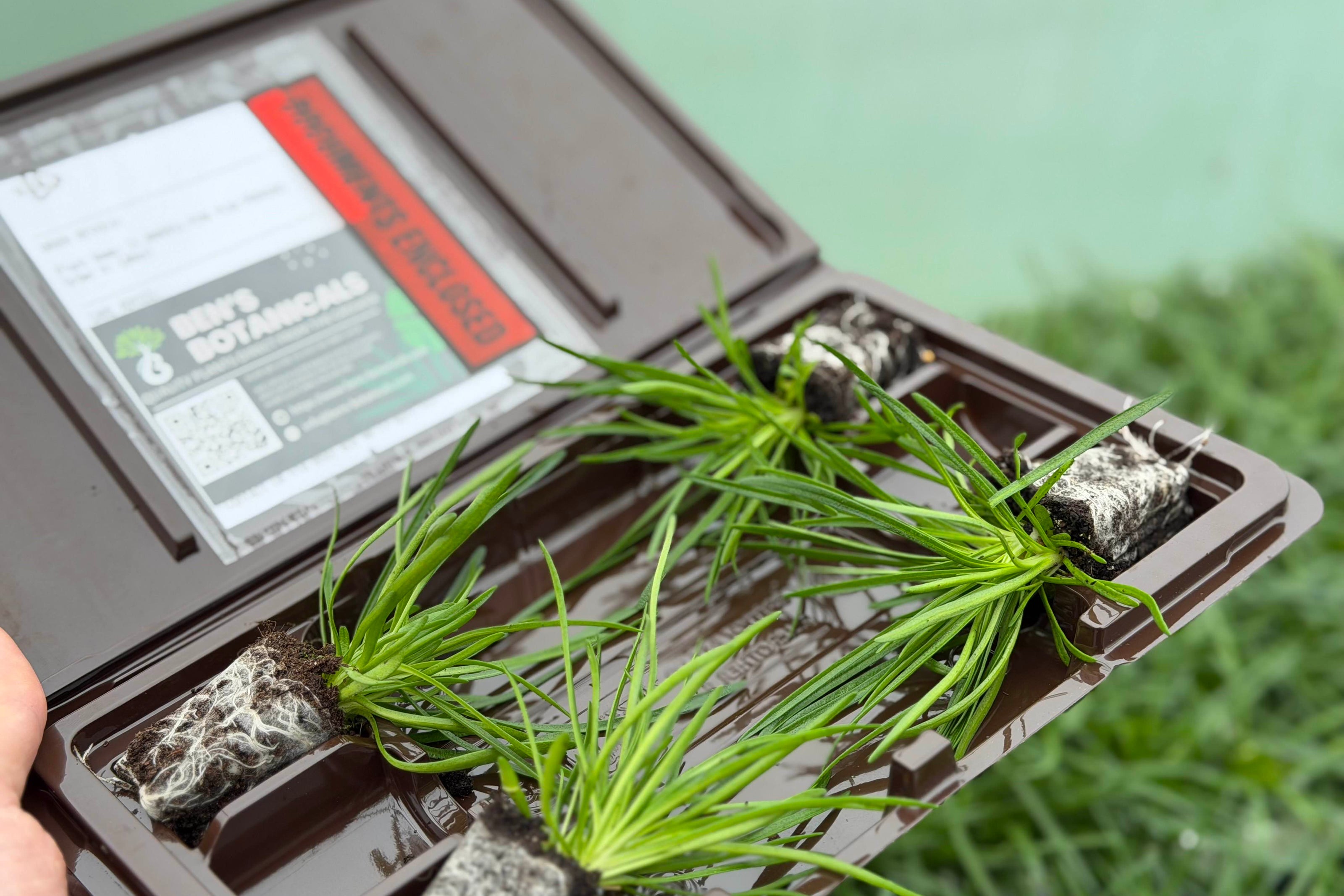 Armeria Morning Star