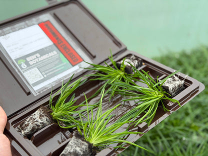 Campanula Bells Blue - Plug Plants