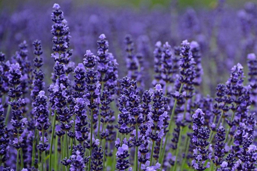 Lavender Munstead - Plug Plants