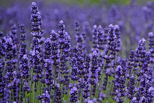 Lavender Munstead - Plug Plants