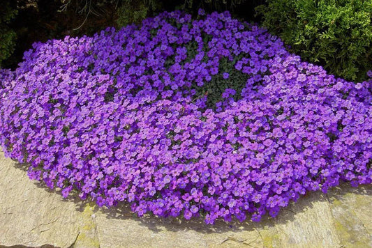 Aubretia Audrey Purple Shades - Plug Plants